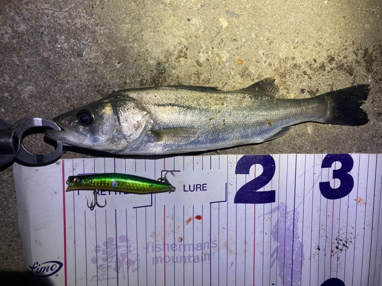 フッコ（マルスズキ）