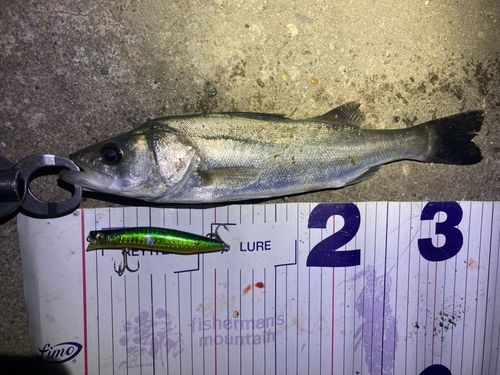 フッコ（マルスズキ）の釣果