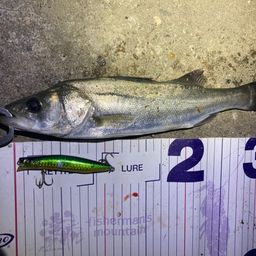 フッコ（マルスズキ）