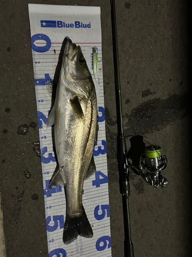 シーバスの釣果