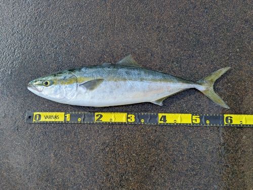 フクラギの釣果