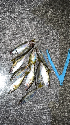 マアジの釣果