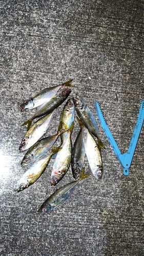 マアジの釣果