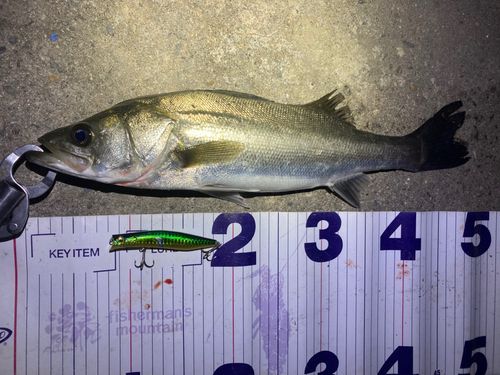 フッコ（マルスズキ）の釣果