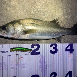 フッコ（マルスズキ）