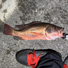 ゴマフエダイの釣果