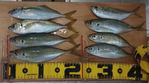 アジの釣果