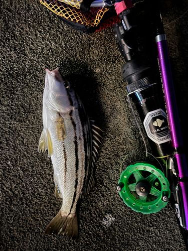 シマイサキの釣果