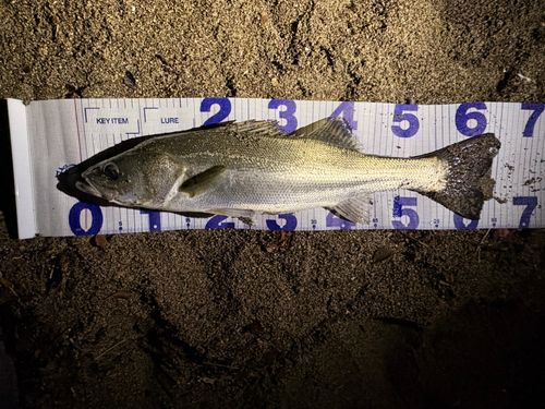 スズキの釣果