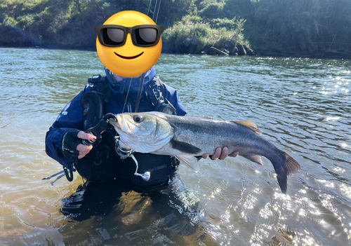 大野川（大分）