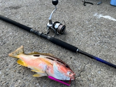 ヨコスジフエダイの釣果