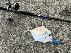 イトヒキアジの釣果