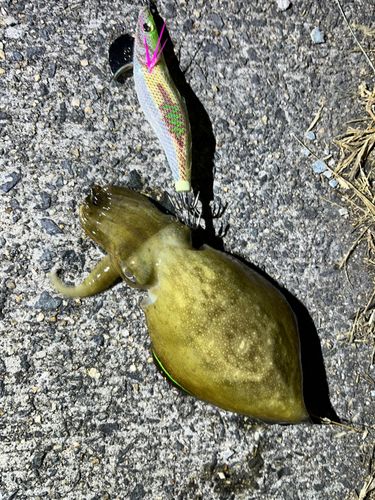 コウイカの釣果