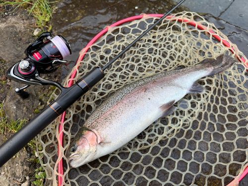 ニジマスの釣果