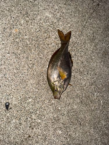 ウミタナゴの釣果
