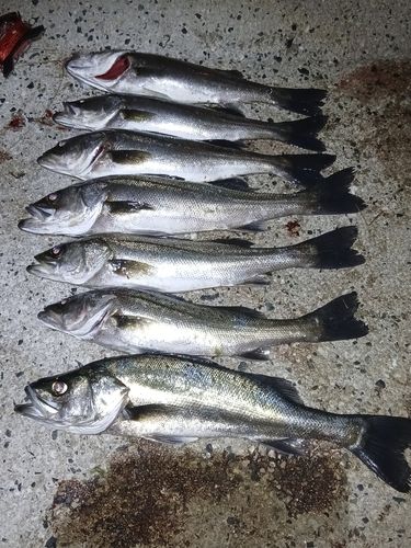 シーバスの釣果