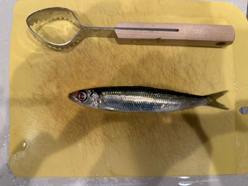 マイワシの釣果