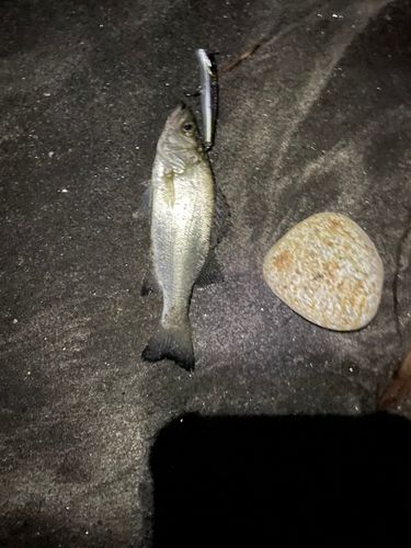 セイゴ（ヒラスズキ）の釣果