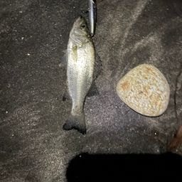 セイゴ（ヒラスズキ）