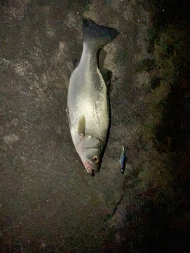 セイゴ（ヒラスズキ）の釣果