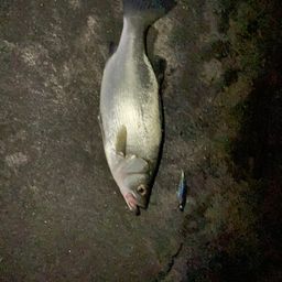 セイゴ（ヒラスズキ）