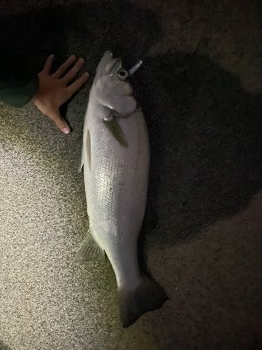 セイゴ（ヒラスズキ）の釣果