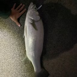 セイゴ（ヒラスズキ）