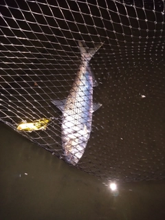 コノシロの釣果