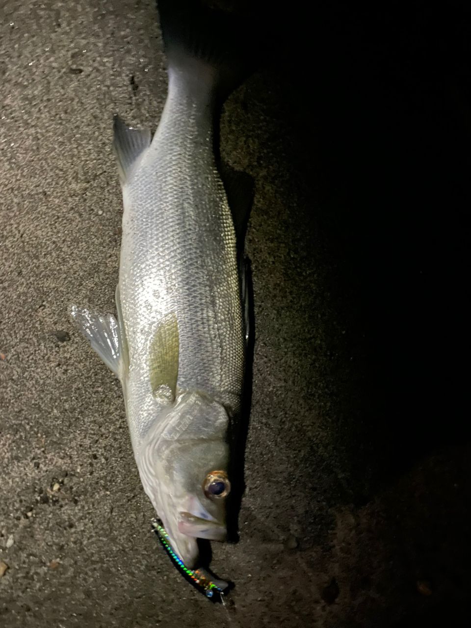 ハクラ（マルスズキ）