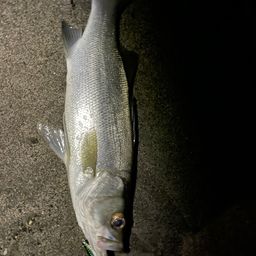 ハクラ（マルスズキ）