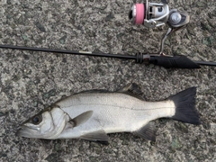 セイゴ（ヒラスズキ）の釣果