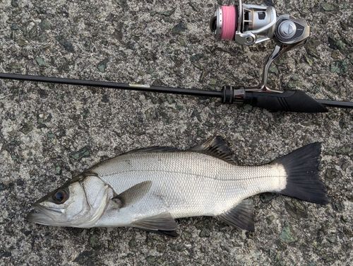 セイゴ（ヒラスズキ）の釣果