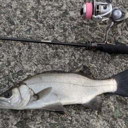 セイゴ（ヒラスズキ）