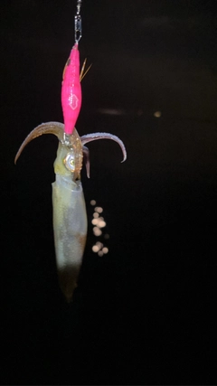 マメイカの釣果