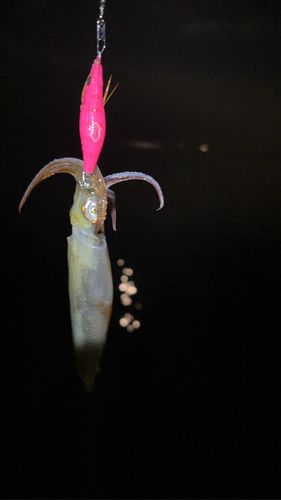 マメイカの釣果