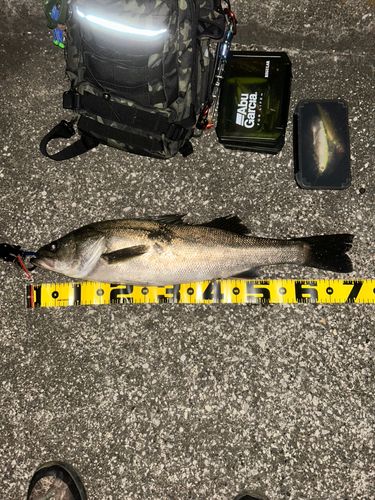 千葉港中央埠頭