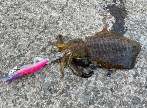 アジュール舞子