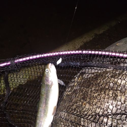 ベリーパーク in FISH ON! 王禅寺