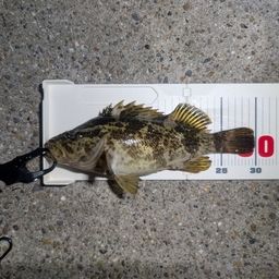 タケノコメバル