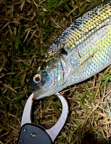 コノシロの釣果