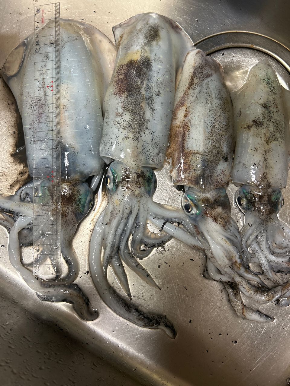 DAIWA 23エメラルダス ストイスト ST（アウトガイドモデル） 88ML-SMT