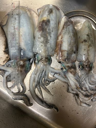 アオリイカの釣果
