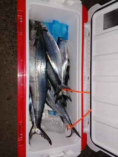 サワラの釣果