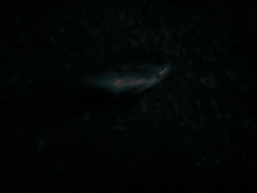 シロメバルの釣果