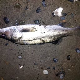 セイゴ（マルスズキ）