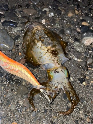アオリイカの釣果