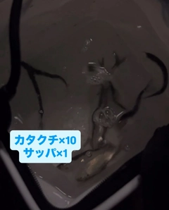 カタクチイワシの釣果