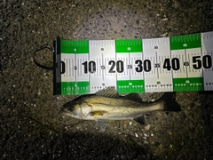 フッコ（マルスズキ）の釣果