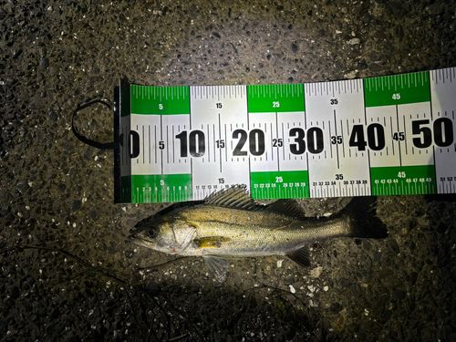 フッコ（マルスズキ）の釣果