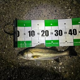 フッコ（マルスズキ）